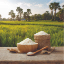 Rice Rice